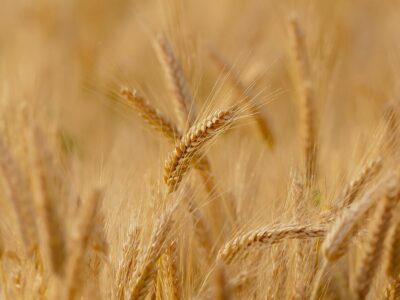 La agricultura ecológica, el secreto de Productos Monti para conseguir un snack delicioso