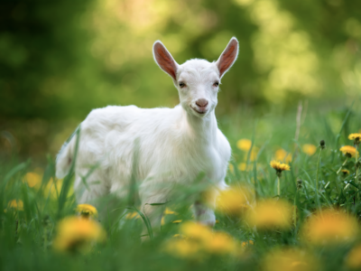 Bifeedoo prepara a los animales para la primavera con su pienso ecológico a granel