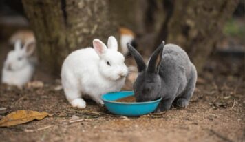 Bifeedoo ofrece estrategias de alimentación ecológica para conejos de granja y mascotas