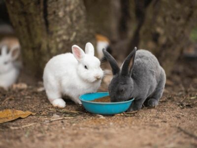 Bifeedoo ofrece estrategias de alimentación ecológica para conejos de granja y mascotas