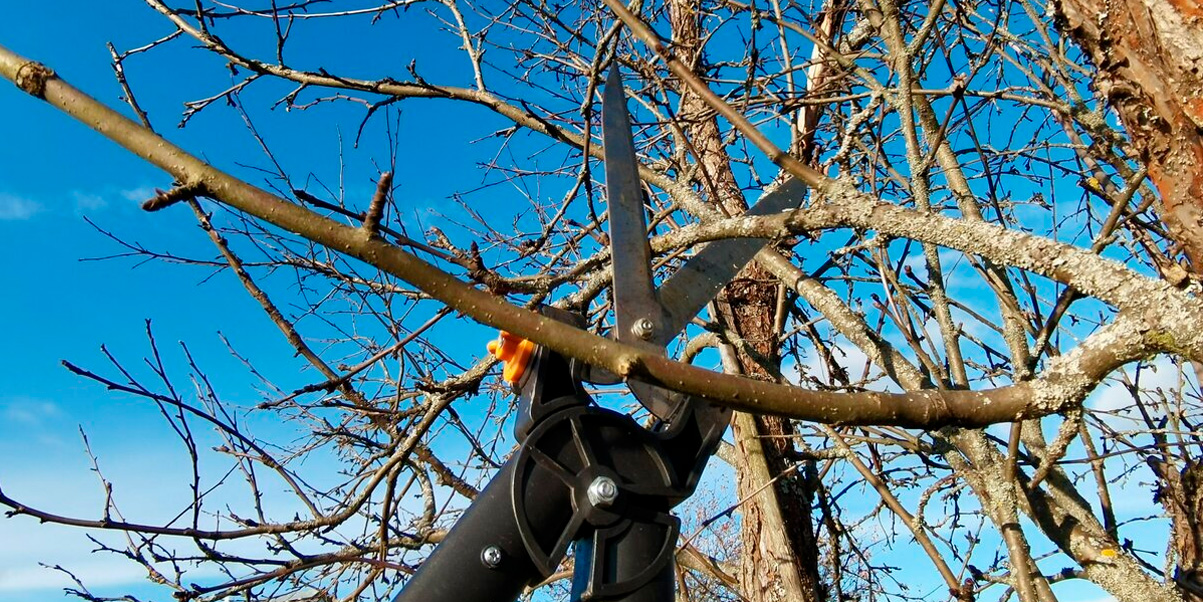 ¿Cuándo debes contratar a un profesional para podar un árbol?